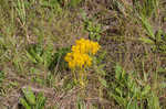 Low pinebarren milkwort